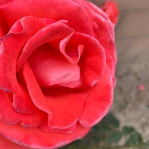 Meet your Posher, Gwen